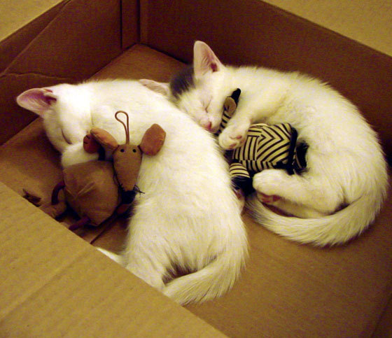 “2025世界运动会：高新体育中心举重赛场成运动员展示巅峰实力之地”