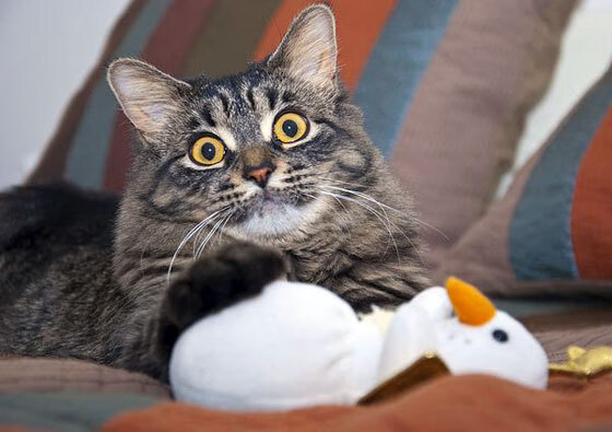 开云官网首页-亚冠联赛中国女足逆袭 球迷热情高涨，中国女足亚洲杯七连冠